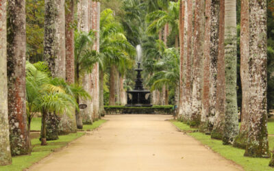 Jardim Botânico: Guia Completo Sobre O Bairro Mais Verde da Zona Sul Carioca