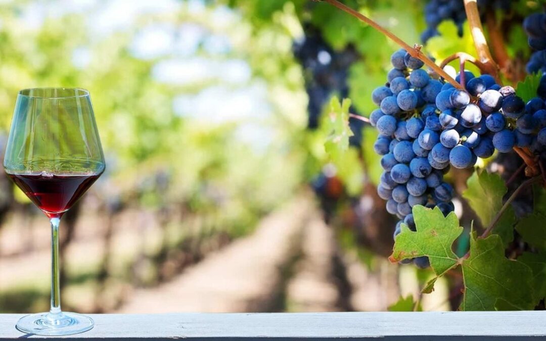 Vinícolas na Serra do Rio: Visitas Guiadas e Degustação de Vinhos